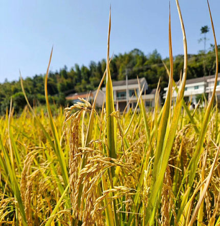 {GLOBALS['S']['companyName']}